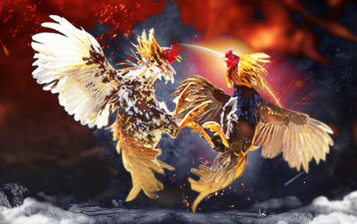 Promo Imlek Sabung Ayam